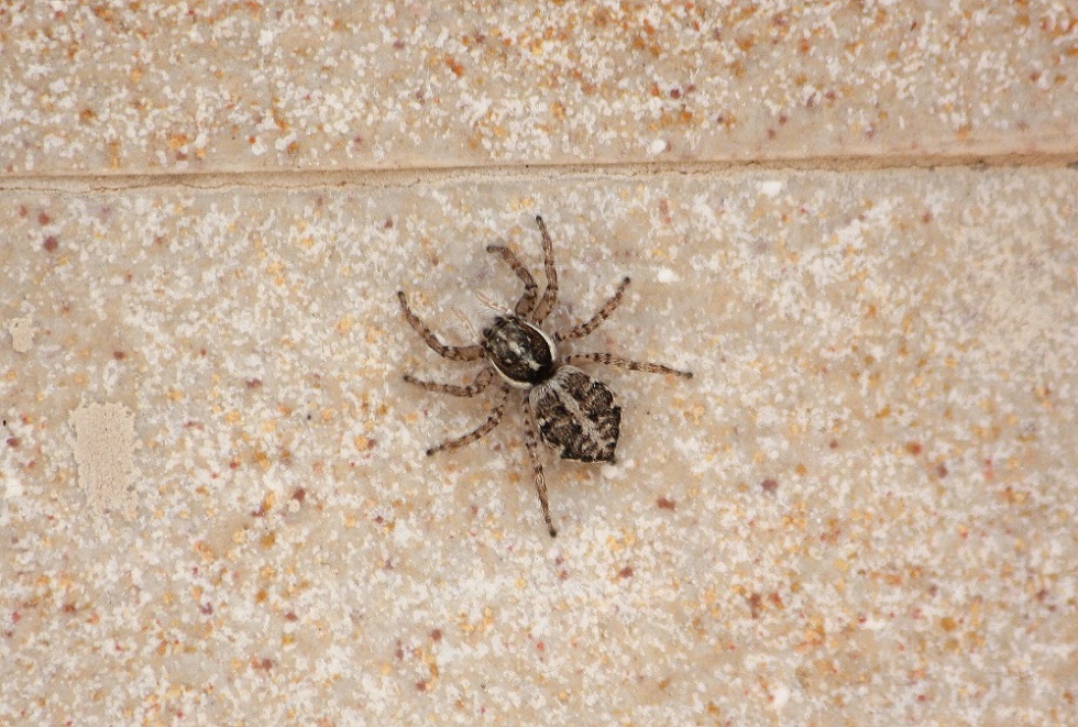 identificazione Salticidae: Menemerus semilimbatus, giovane - Cellamare (BA)